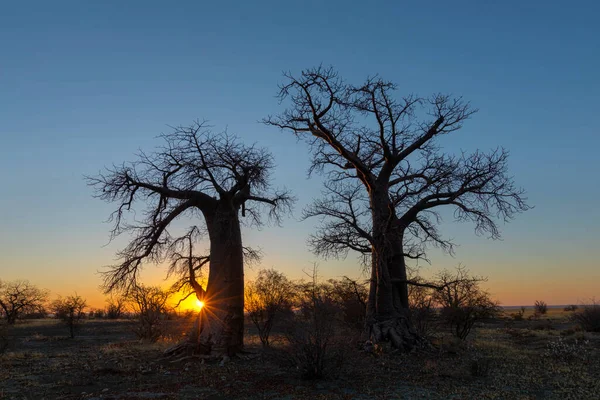 Kukonje Adası Botsvana baobab ağaçlarının güneş doğarken