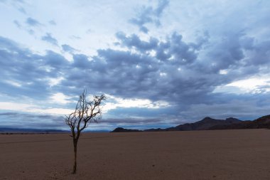 Namib Çölü Namibya 'da kurumuş ölü deve dikeni ağacı.