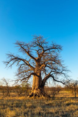 Kukonje Adası Botsvana 'daki Baobab ağacı.