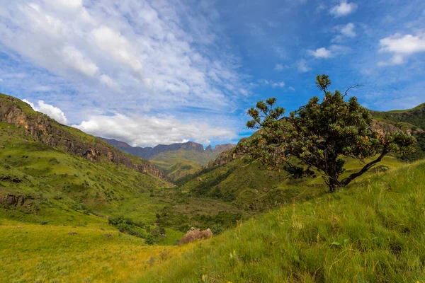 山の下の緑の谷のシュガーブッシュ Drakensberg South Africa — ストック写真