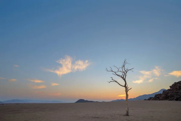 乾燥したナミビア砂漠で死んだカメルソーンの木 — ストック写真
