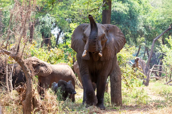 Grande Elefante Farejar Para Proteger Pequeno Elefante Kruger África Sul — Fotografia de Stock