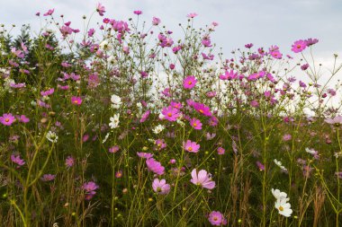 Beyaz ve pembe cosmos çiçek Güney Afrika