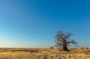 Kukonje Adası Botsvana 'daki Baobab ağacı.