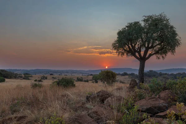 Günbatımında Lahana Ağacı Magaliesberg Güney Afrika — Stok fotoğraf