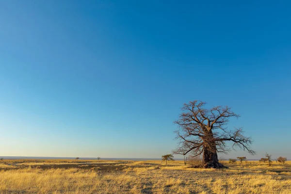 博茨瓦纳Kukonje岛上的Baobab树 — 图库照片