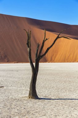 Deadvlei Namib Çölü Namibya 'da ölü deve dikeni ağacı