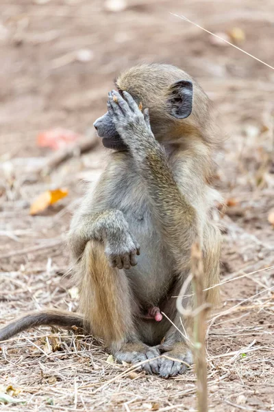 Genç Babun Gözlerini Kapatıyor Kruger Güney Afrika — Stok fotoğraf