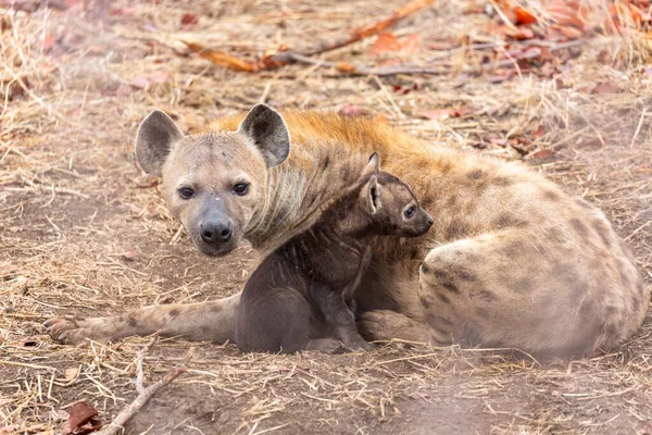 Dişi Sırtlan Yavru Kruger Güney Afrika Görüldü — Stok fotoğraf