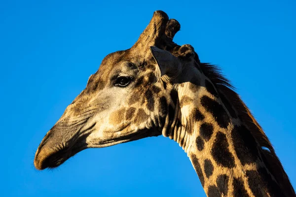 Retrato Jirafa Contra Cielo Azul Kruger Sudáfrica — Foto de Stock