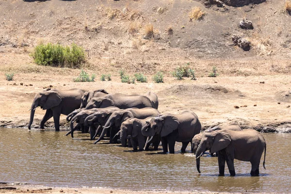 Herd Van Olifanten Drinken Water Rivier Kruger Zuid Afrika — Stockfoto