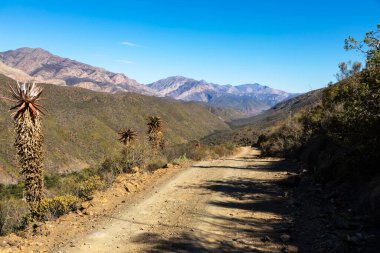 Güney Afrika 'nın Gamkasklov vadisindeki çakıllı yolda büyük aloes çizgileri var.