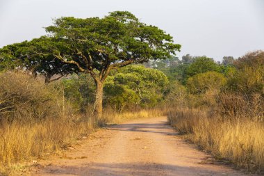 Kruger Güney Afrika 'da çakıl yolu ve yeşil ağaç