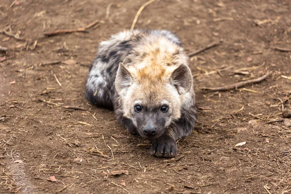 Curieux Petit Hyène Posé Plat Sur Sol Kruger Afrique Sud — Photo