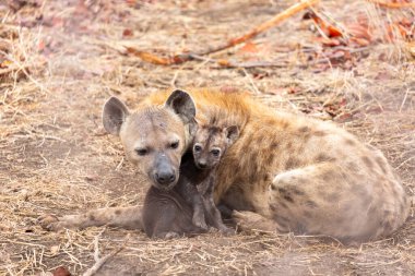 Sırtlan yavrusu, annesi Kruger NP Güney Afrika 'ya sarılıyor.