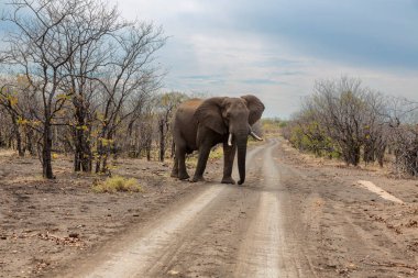 Fil mopani veld Kruger NP Güney Afrika 'da toprak rayların üzerinde yürüyor.