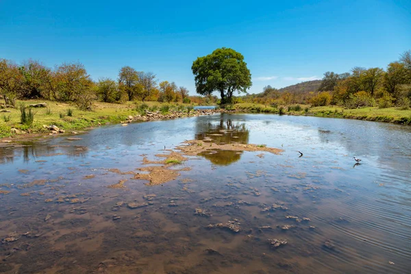 小川の横にある緑の木クルーガーNp南アフリカ — ストック写真