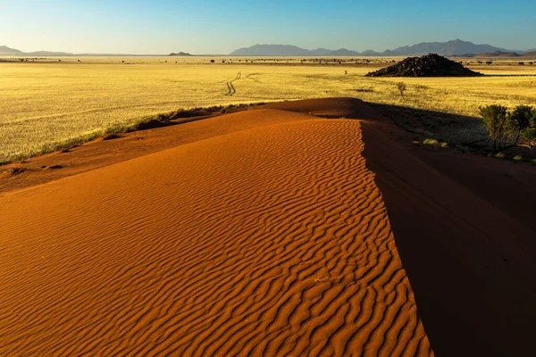 Duna Arena Roja Hierba Seca Amarilla Namibia —  Fotos de Stock