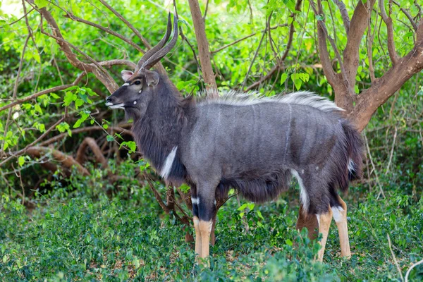 Large Male Njala Bull Green Bush Kruger South Africa — Stock Photo, Image