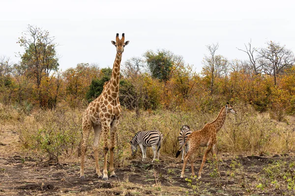 Adult Juvenile Giraffe Zebras Kruger South Africa — Stock Photo, Image