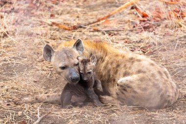 Sırtlan annesi ve küçük yavrusu Kruger Güney Afrika