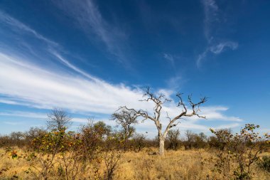 Ölü ağacın arkasında beyaz sirrus bulutları Kruger NP Güney Afrika