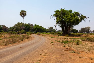 Kruger Güney Afrika 'da Pafuri yakınlarında çakıl yolu ve palmiye ağacı