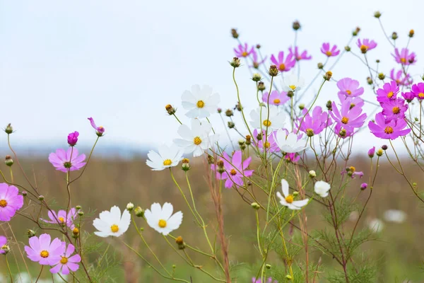 Rosa Branco Cosmos Flores África Sul — Fotografia de Stock