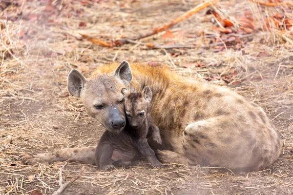 Sırtlan Annesi Küçük Yavrusu Kruger Güney Afrika — Stok fotoğraf