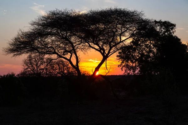 Gelber Und Roter Sonnenuntergang Hinter Kameldornbaum Kruger Südafrika — Stockfoto