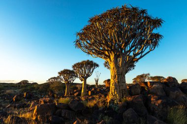 Öğleden sonra vakti Namibya 'da ağaçlar ve kayalar titrer