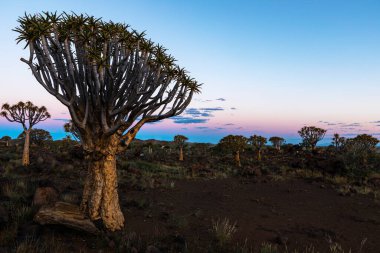 Sesli Ağaç Ormanı 'nda gün batımından sonra büyük titrek ağaç Namibya Keetmanshoop