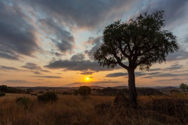 Setting yellow sun color the clouds and silhouette a cabbage tree South Africa