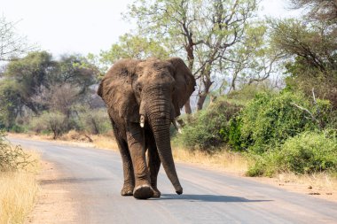 Large elephant walking in the road Kruger NP South Africa