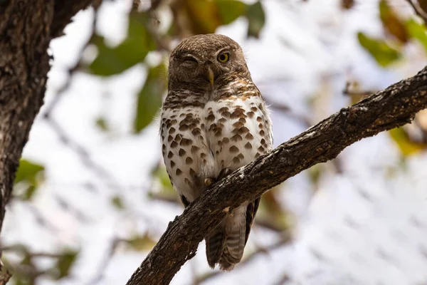 African Bared Owl with one eye closed in Tzendse camp Kruger NP South Africa