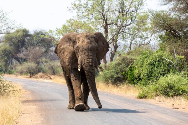 Large Elephant Walking Road Kruger South Africa — Fotografia de Stock