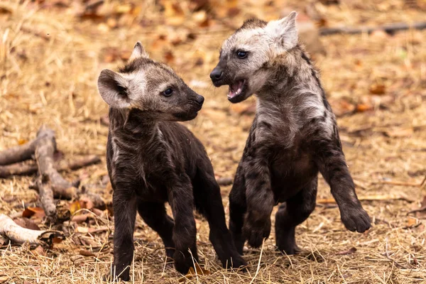 Two Young Hyena Cubs Playing Kruger South Africa — Stok fotoğraf
