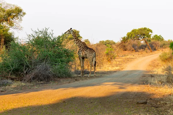 Giraffe Grace Green Tree Next Road Kruger South Africa — Stock Fotó