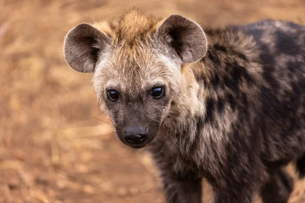 Curious Hyena Cub Looking Camera Lens Kruger South Africa — Stok fotoğraf