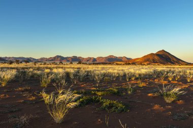 Grass standing in the seed in the morning light Greenfire Desert Lodge Namibia