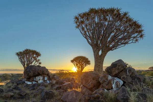 Sunset Quiver Trees Rocks Quiver Tree Forest Namibia — Stok fotoğraf