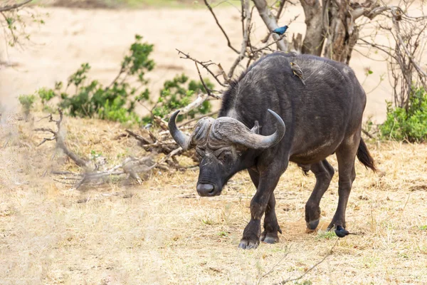 Lone Buffalo Bull Oxpecker His Side Kruger South Africa — Stock Photo, Image