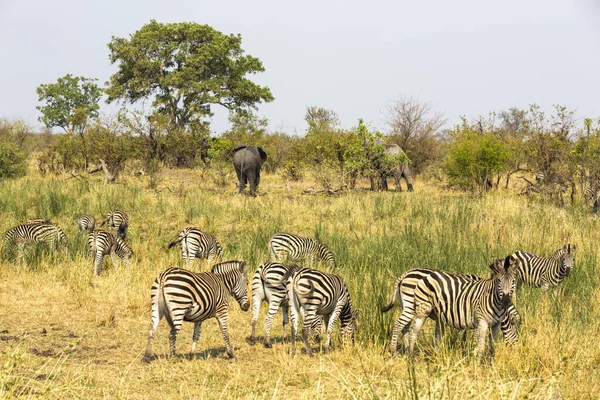 Zebras Elephants Graze Green Mopane Veld Kruger South Africa — Stock fotografie