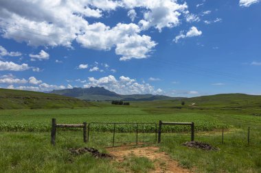 Maize field behind closed farm gate Drakensberg South Africa