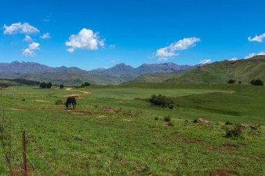 Lone black horse on green grass Drakensberg South Africa