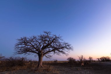 Gün batımından sonra mavi gökyüzünün altındaki genç baobab ağacı Kukonje Adası Botswana