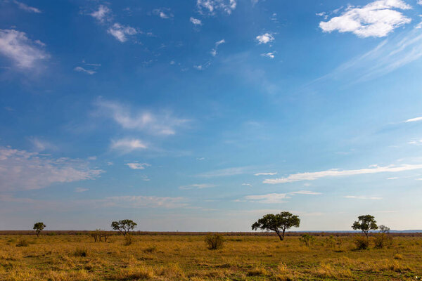 Small trees on the plain Kruger NP South Africa