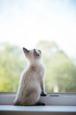 Siyam kedisi pencereden dışarı bakıyor. Mesaj için yer var..