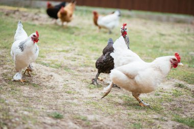 Zor zamanlarda kümes hayvanları yetiştirirdim. beyaz ve siyah tavuklar.