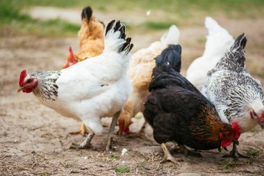 Zor zamanlarda kümes hayvanları yetiştirirdim. beyaz ve siyah tavuklar.